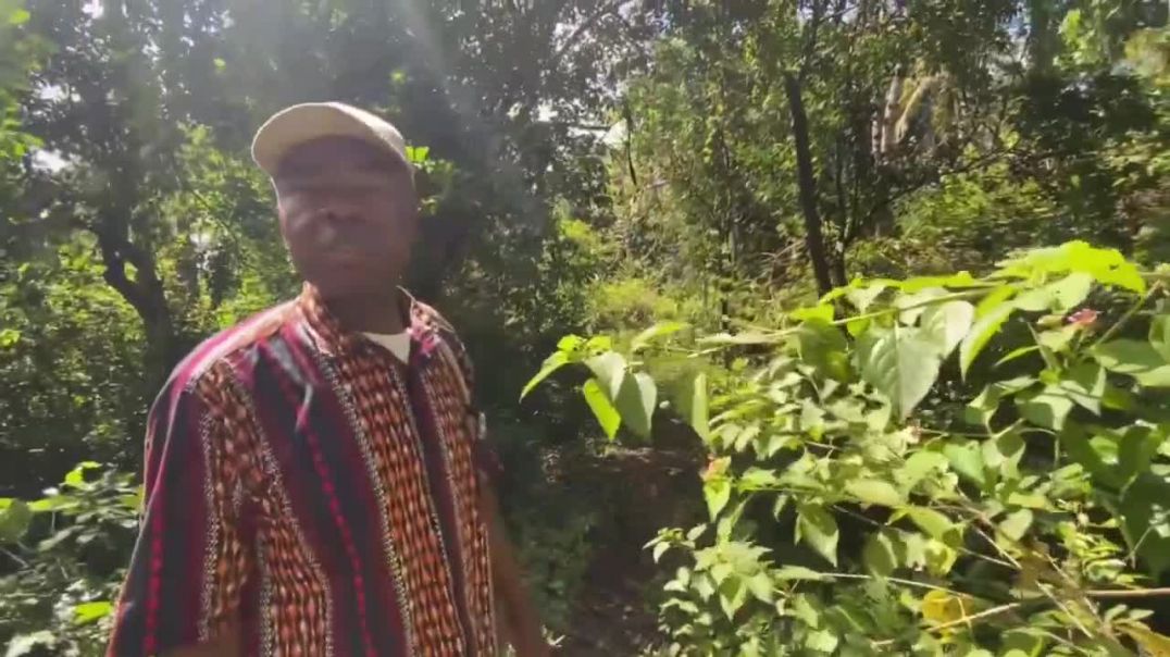 ⁣LIVE - Pflanzenexperte auf Sansibar - Projekt