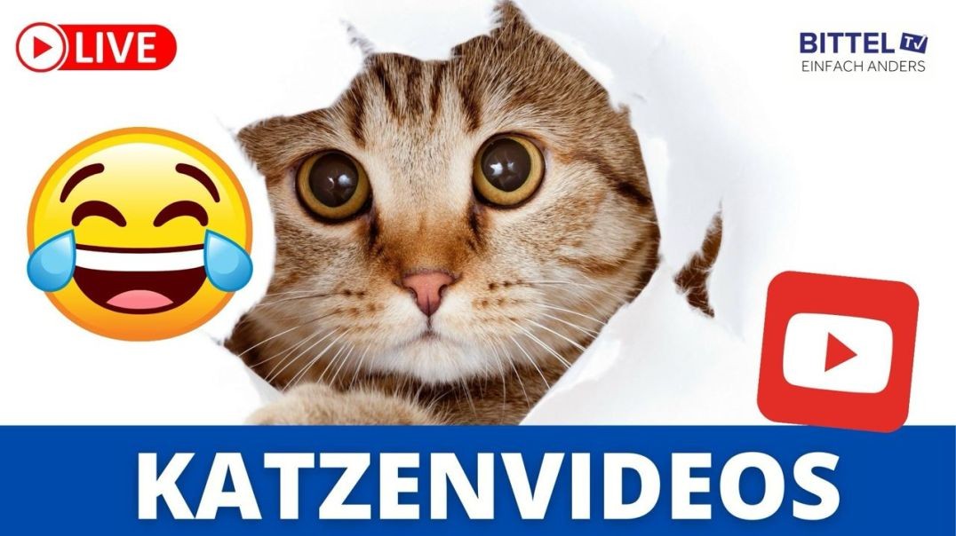 ⁣Katzenvideos auf Youtube - 30.05.2024